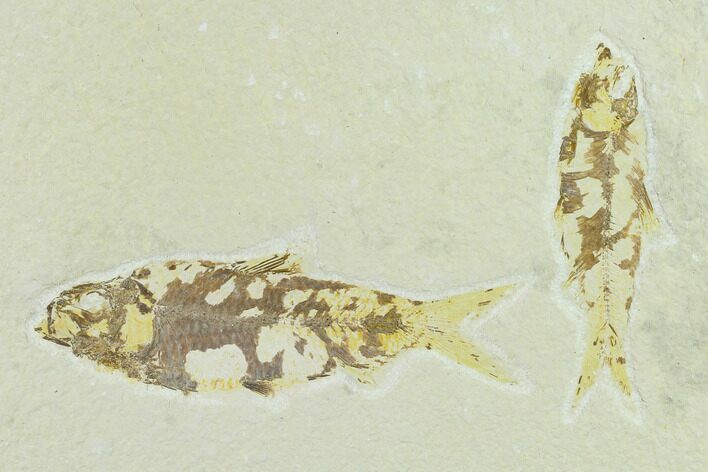 Pair of Bargain Fossil Fish (Knightia) - Green River Formation